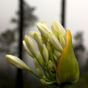 Madeira2008 CRW 4610 : madeira, portugal
