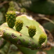 Madeira2008 CRW 4713 : portugal, madeira