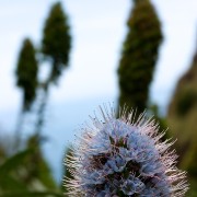 Madeira2008 CRW 4721 - Arbeitskopie 2 : portugal, madeira