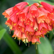 Madeira2008 CRW 4910 - Arbeitskopie 2 : portugal, madeira