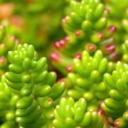 Madeira2008 CRW 4965 - Arbeitskopie 2 : madeira, portugal