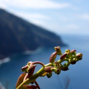Madeira2008 CRW 5322 - Arbeitskopie 2 : madeira, portugal