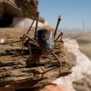 africa2006 CRW 2649 : Africa Afrika, Fauna Tier Animal, Urlaub