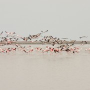 africa2006 CRW 2663 : Africa Afrika, Fauna Tier Animal, Urlaub